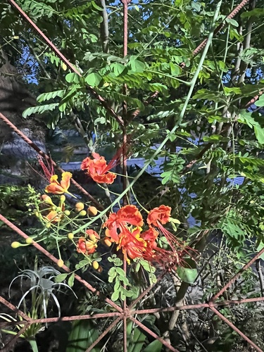 peacock flower