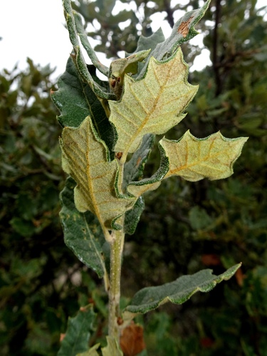 Quercus supranitida