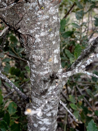 Quercus supranitida