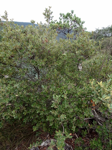 Quercus supranitida