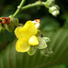 Schumacheria castaneifolia - Photo (c) Ruth Ripley, כל הזכויות שמורות, הועלה על ידי Ruth Ripley