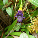Torenia leucosiphon - Photo (c) Ruth Ripley, todos os direitos reservados, uploaded by Ruth Ripley