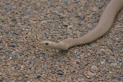 Eastern Brown Snake sighting