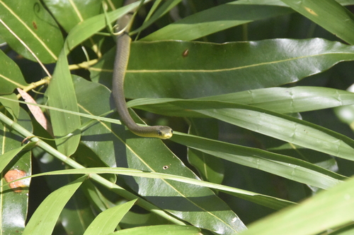 Common Tree Snake sighting