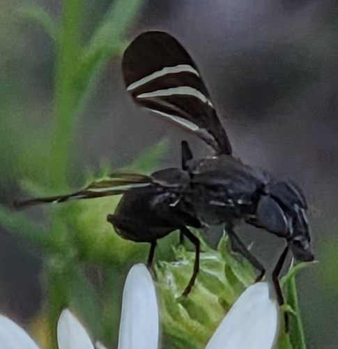 Unknown species found near Morristown, Tennessee, EE. UU.