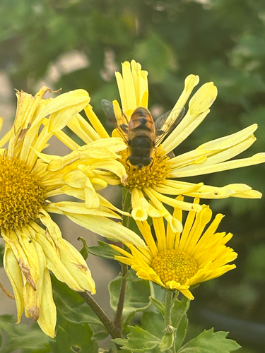 Unknown species found near University Ave NE, Fridley, MN, US