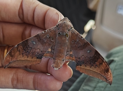 Cinnamon Gliding Hawkmoth