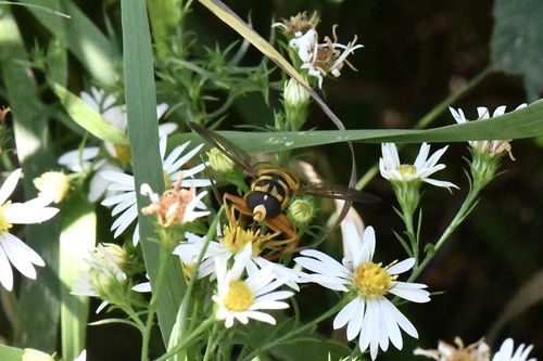 Unknown species found near 5104 Stimson Rd, Onondaga, MI 49264, USA