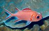Whitetip Soldierfish - Photo (c) Hickson Fergusson, all rights reserved, uploaded by Hickson Fergusson