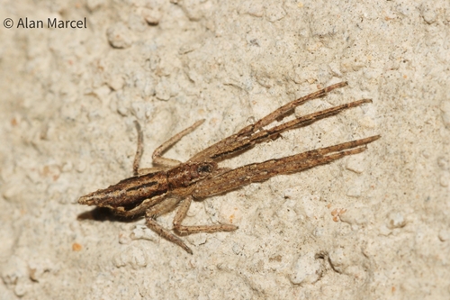 Tmarus longus