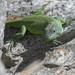 Casuhatien Anole - Photo (c) Sergio, all rights reserved, uploaded by Sergio