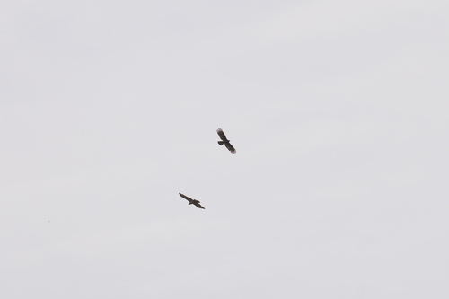Oriental Honey-Buzzard (Northern)