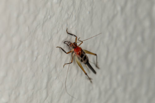 Homoeoxipha lycoides