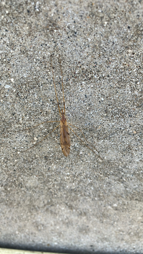 Unknown species found near N James Lovell St, Milwaukee, WI, US