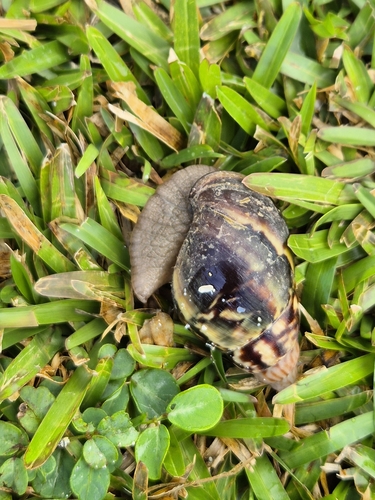 Lissachatina fulica