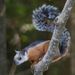 Squirrels - Photo (c) Eduardo Correa, all rights reserved, uploaded by Eduardo Correa