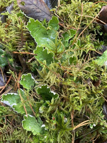 freckled pelt lichen