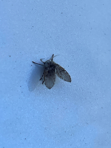 Unknown species found near Vancouver, WA, US