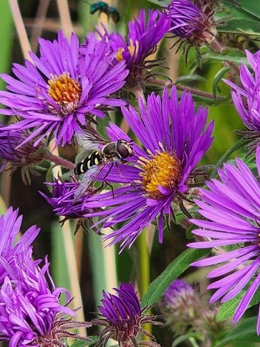 Unknown species found near Bryn Mawr, Minneapolis, MN, USA