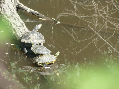 Trachemys scripta elegans
