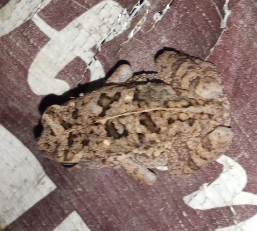 Egyptian Toad