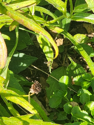 Unknown species found near Wheaton, IL 60187, USA