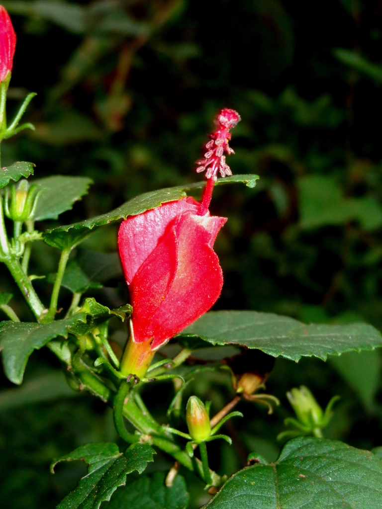 Malvaviscus arboreus — an easy houseplant, prefers full sun light