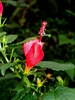 Turk's Cap - Photo (c) Lex García, all rights reserved, uploaded by Lex García