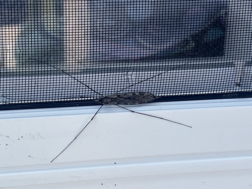 Unknown species found near Berea, KY 40403, USA
