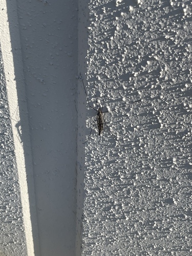 Unknown species found near Hebron, KY, US