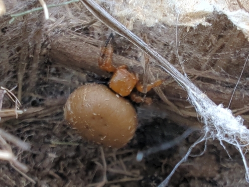 Paraplectanoides crassipes