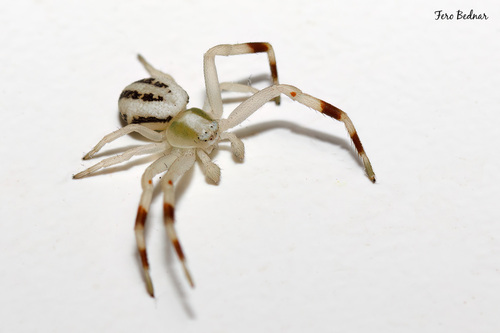 Misumena vatia