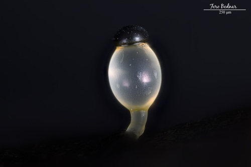 Pilobolus crystallinus