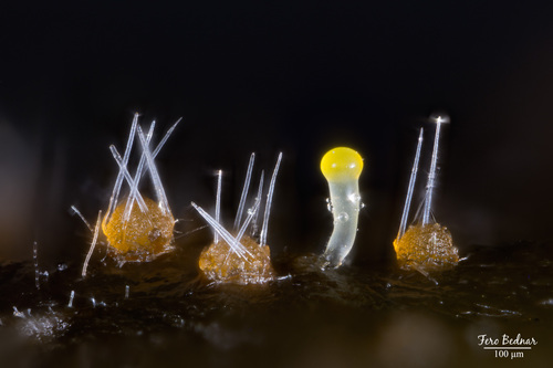 Lasiobolus lasioboloides
