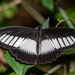Mimetic Swallowtail - Photo (c) Rogério Ferreira, all rights reserved, uploaded by Rogério Ferreira