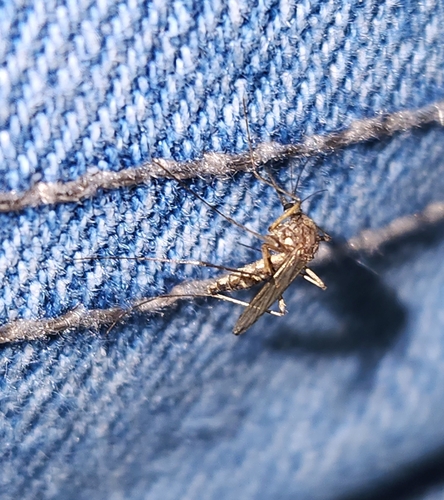 Unknown species found near Missouri, US