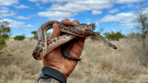 Spotted Python sighting