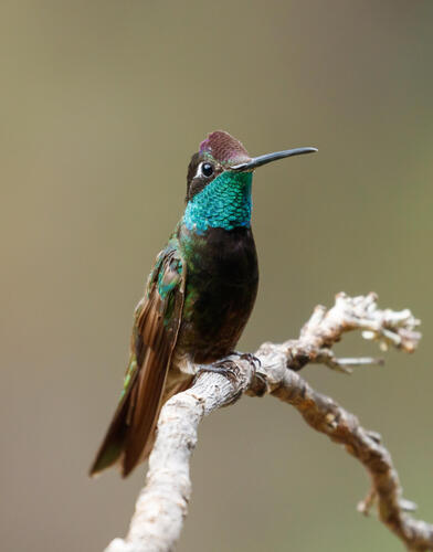 Rivoli's Hummingbird