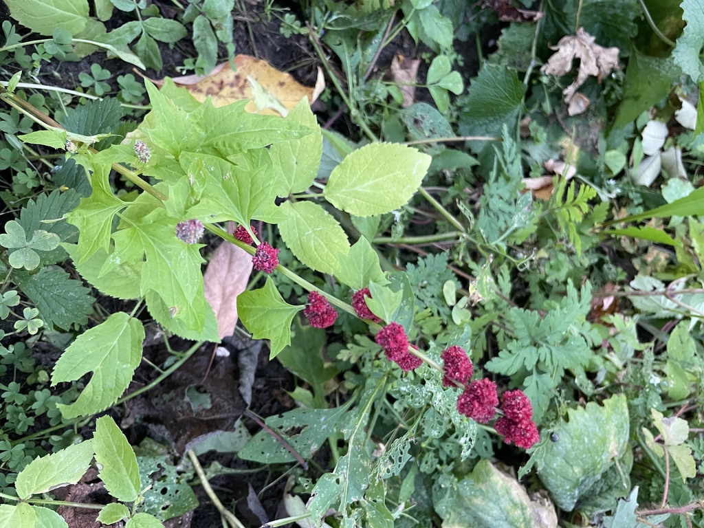 Beetberry in September 2025 by Stewart Blackwell · iNaturalist