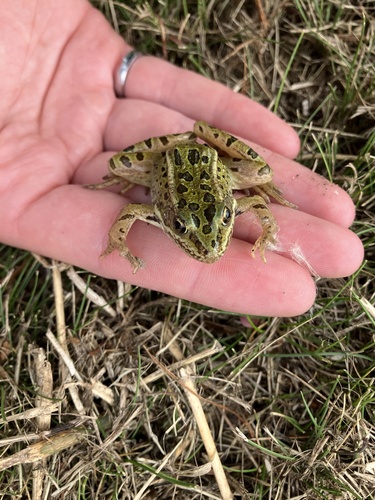 Northern Leopard Frog