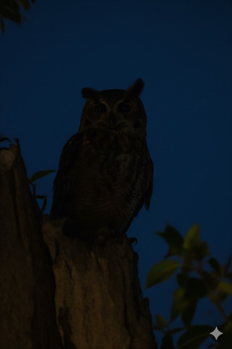 View observation of {o.common_name} on iNaturalist