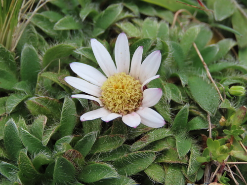 Misbrookea strigosissima