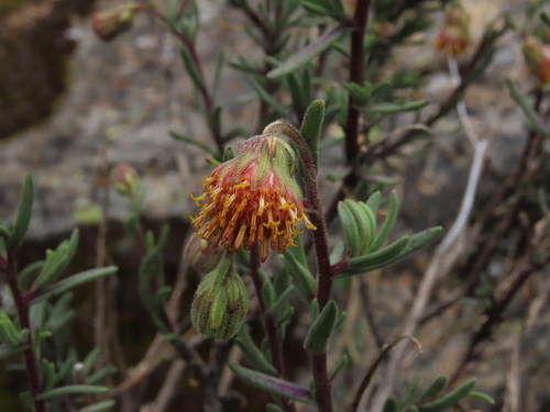 Senecio cano-purpureus