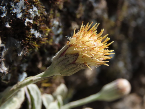 Chersodoma antennaria