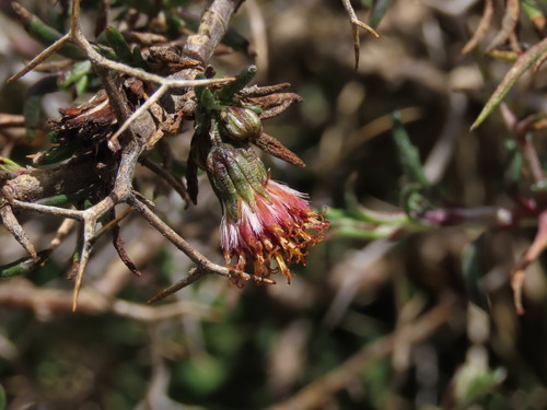 Senecio spinosus