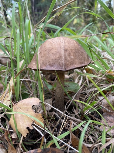 Наблюдение на iNaturalist