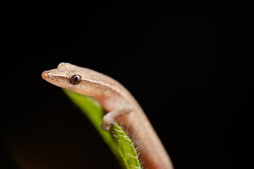 Boettger's Clawless Gecko