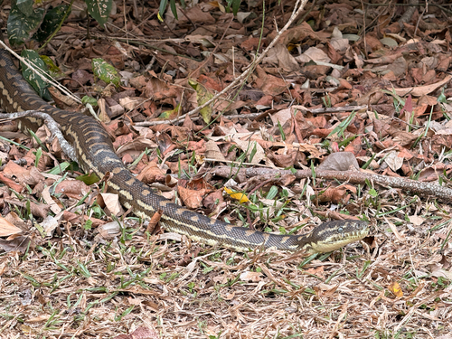 Coastal Carpet Python sighting