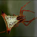 Micrathena furcata - Photo (c) RAP, all rights reserved, uploaded by RAP