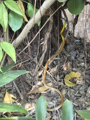 Common Tree Snake sighting